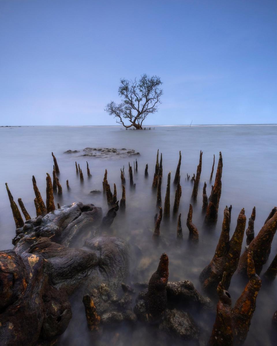 mangrove roots spike upwards through fog with mangrove tree in distance