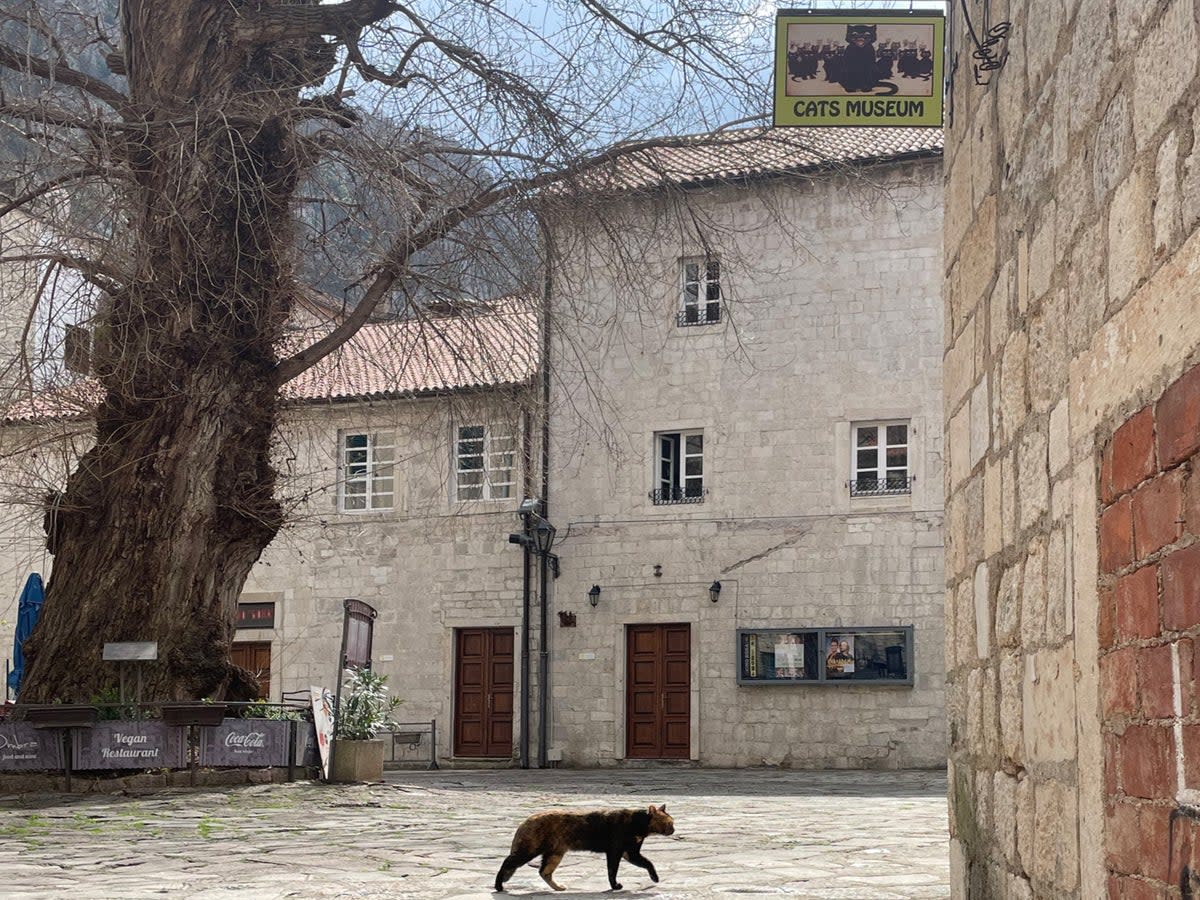 Cat walk: Kotor is home to hundreds of moggies (Robyn Wilson)