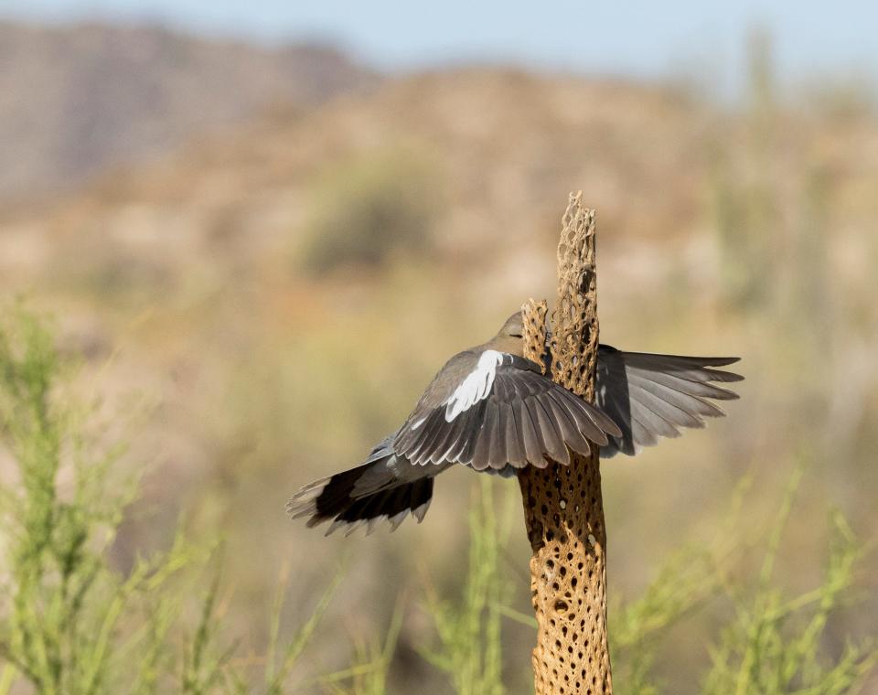 A bird flying into a cactus skeleton.