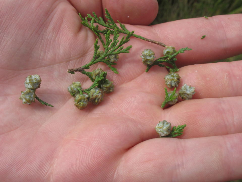 This Sept. 22, 2021 photo shows seed pods of young Atlantic White Cedar trees growing in an area of Double Trouble State Park in Berkeley Township, N.J. where logging was once common. New Jersey officials plan to restore 10,000 acres of cedars in what they say is the largest such effort in the U.S. (AP Photo/Wayne Parry)