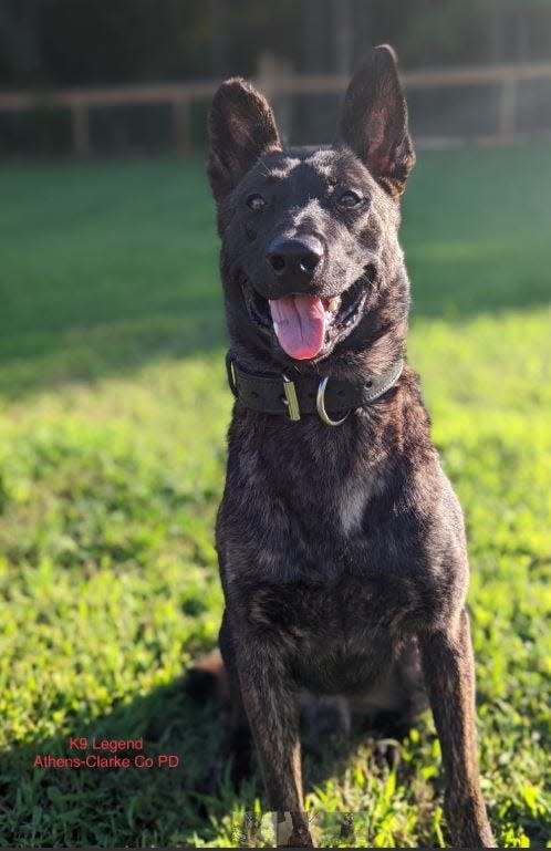 Legend is one of the new members of the Athens-Clarke Police K-9 Unit.