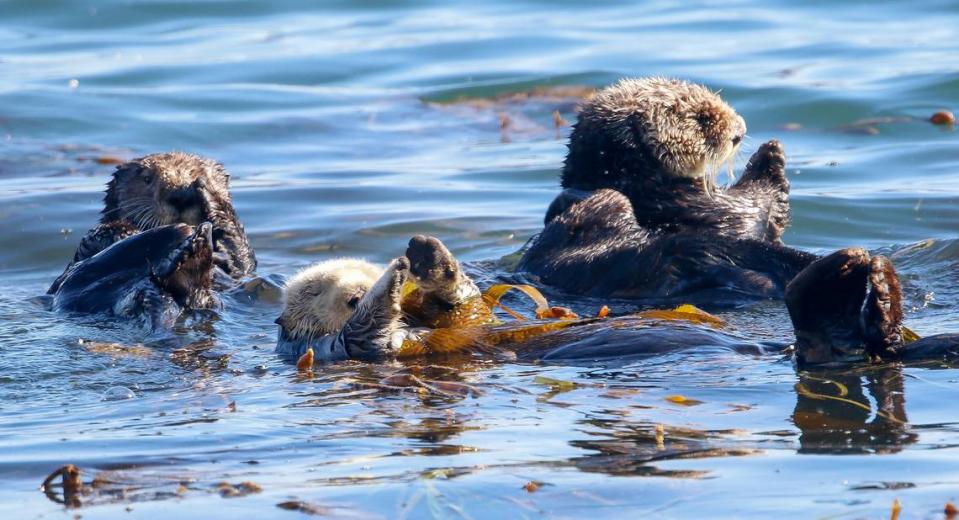 Sea otters rest in a kelp bed in the Morro Bay Harbor near Morro Rock. The U.S. Fish and Wildlife Service found that southern sea otters remain a threatened species.