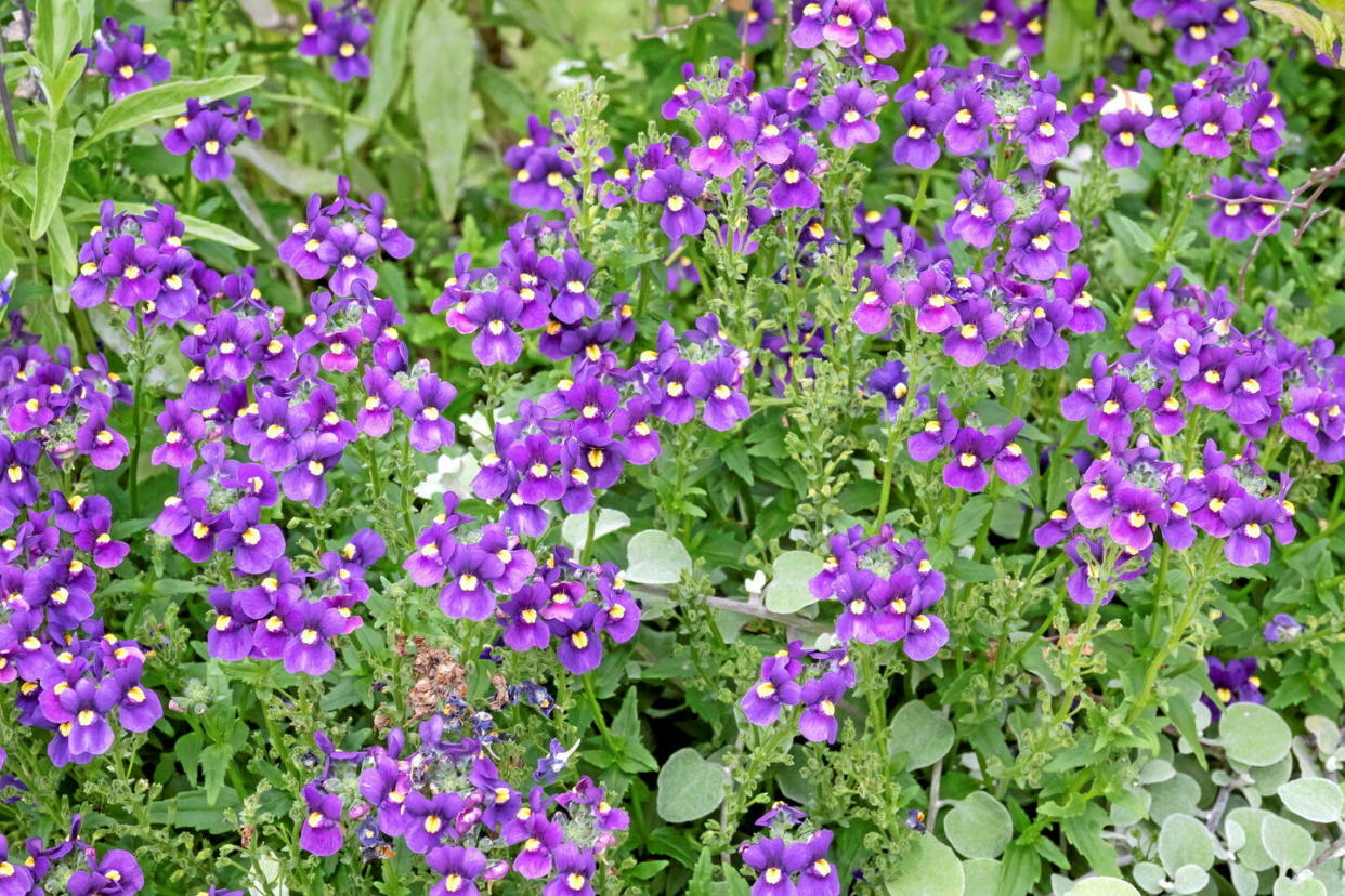 Pour se développer correctement, les violettes ont besoin de cinq degrés la nuit, et entre dix et quinze le jour.  - Credit:Christian Watier / Maxppp / Collection Watier/Maxppp