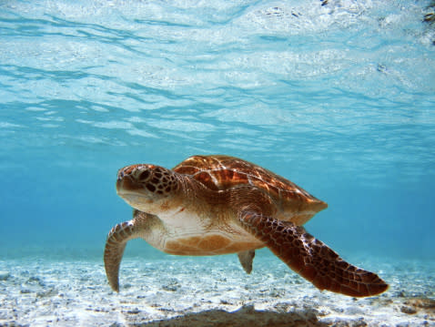 Tubbataha sea turtle.