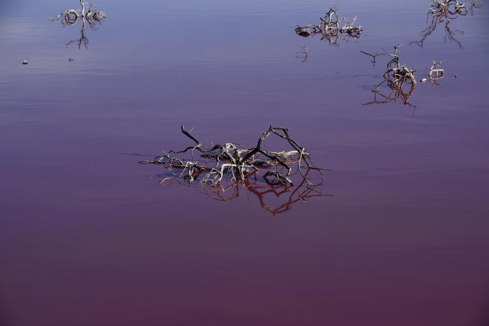 Knarled dead bushes stick out of Corfo lagoon, that has turned a striking shade of pink as a result of what local environmentalists are attributing to increased pollution from a nearby industrial park, in Trelew, Chubut province, Argentina, Thursday July 29, 2021. (AP Photo/Daniel Feldman)