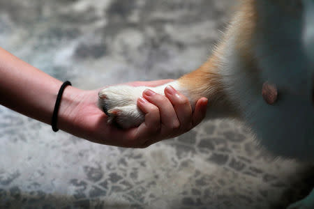 A Corgi dog plays with a customer at Corgi in the Garden cafe in Bangkok, Thailand, March 15, 2019. REUTERS/Soe Zeya Tun