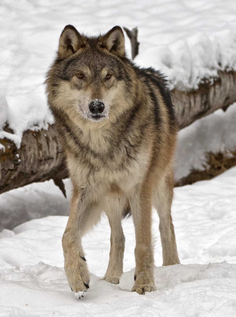 An alert grey wolf, or timber wolf, watching its winter snow covered surroundings.