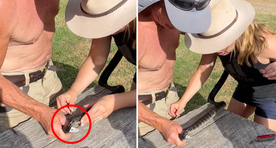 The father and daughter removing ticks from a tiger snake.