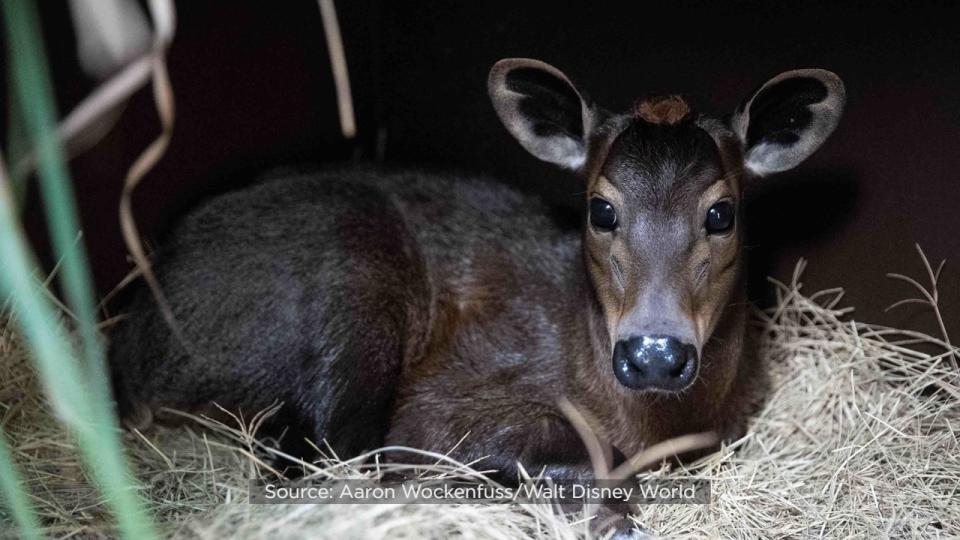 After spending a few months bonding with mom Pearl backstage, yellow-backed duiker baby Penny, born in the spring, can now be spotted on Gorilla Falls Exploration Trail.