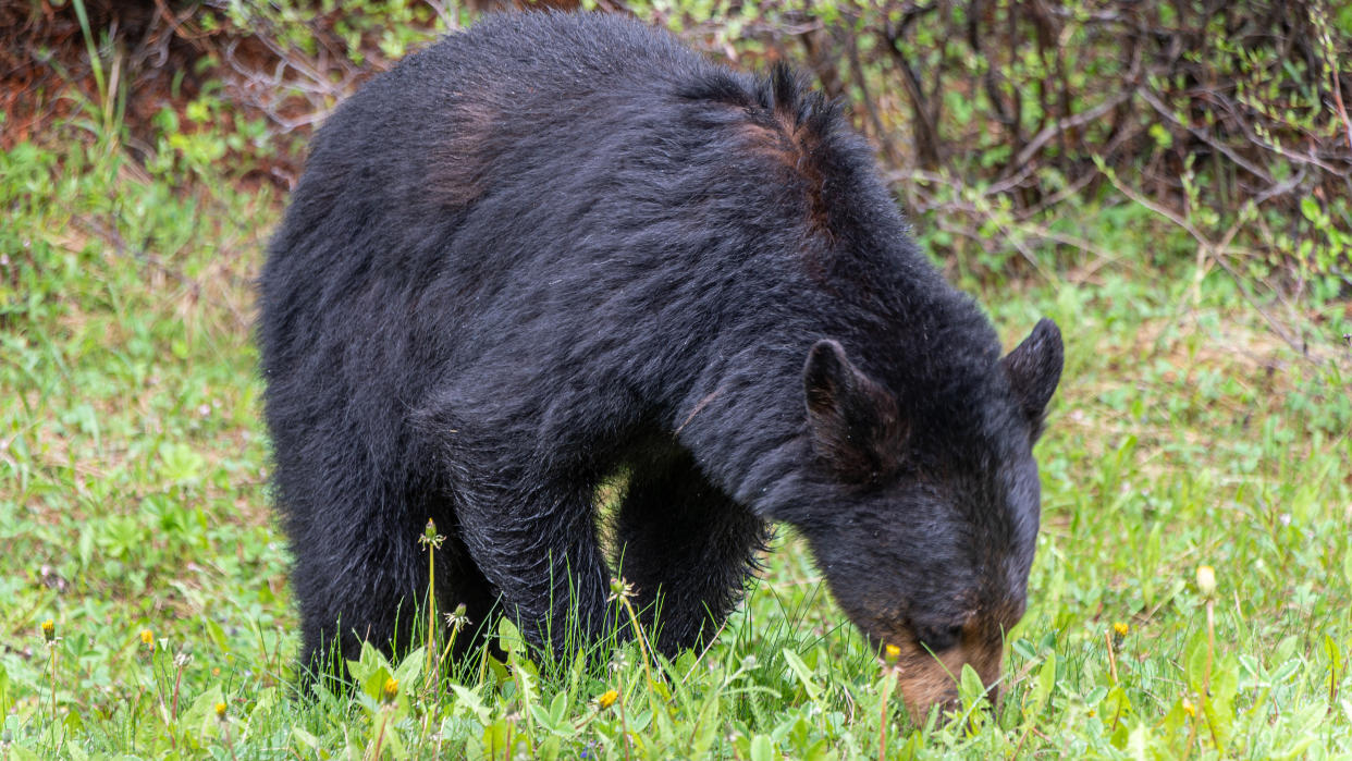  Black bear eating grass in the wild. 