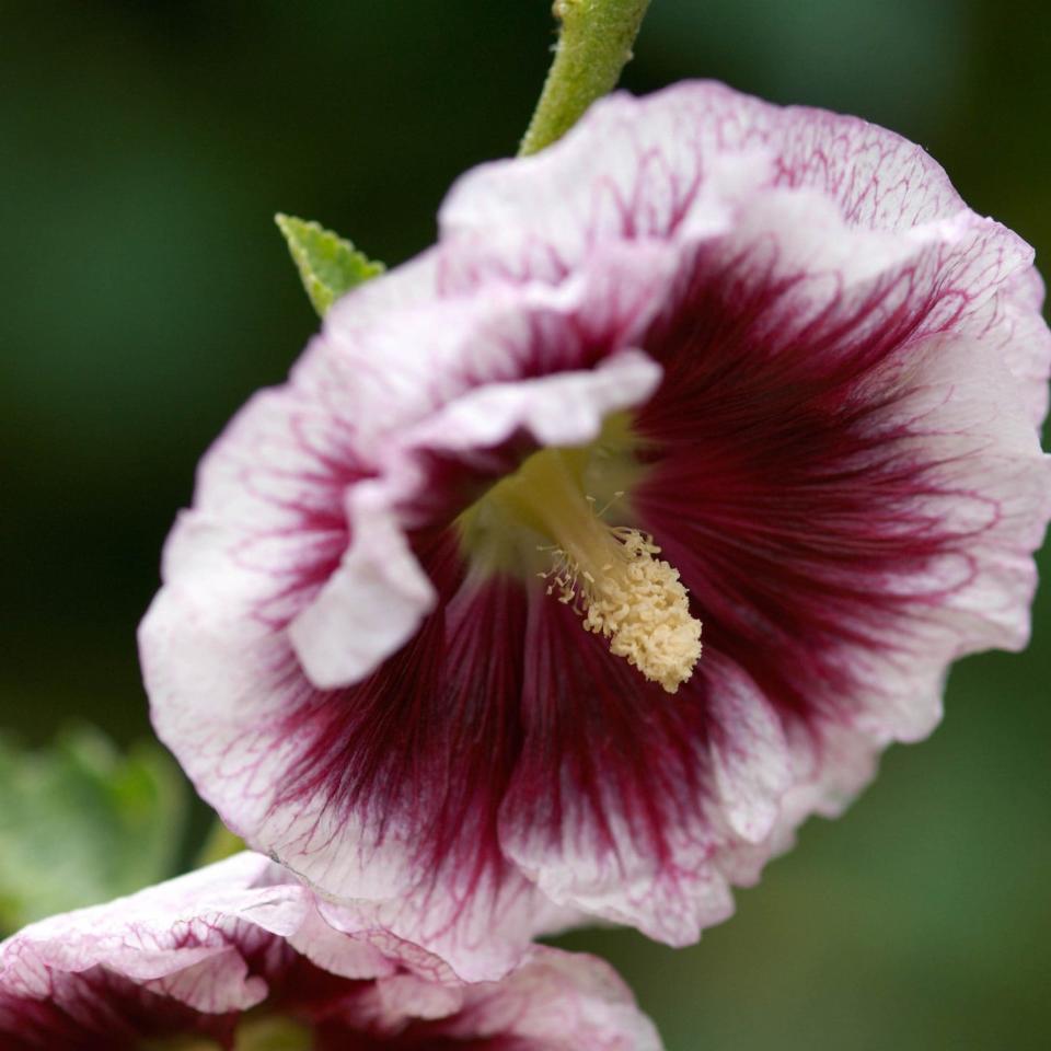 Alcea rosea ‘Crème de Cassis’ - GAP Photos / Torie Chugg