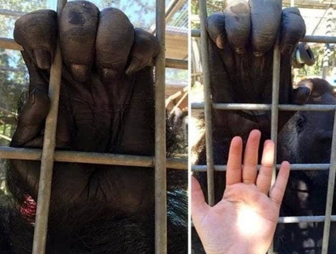 a person's hand next to gorilla hands