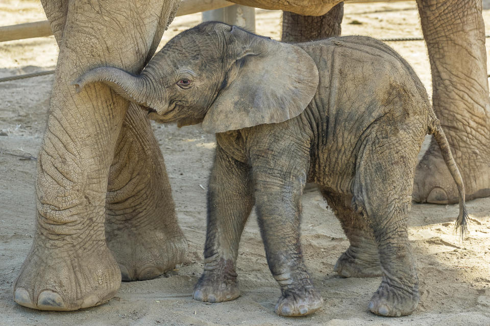 This Monday, Aug. 13, 2018 photo provided by the San Diego Zoo Safari Park shows Umzula-zuli, a healthy male African elephant calf, taking its first tentative steps in the elephant enclosure under the watchful eye of its mother, Ndula, at the park in Escondido, Calif. Zookeeper Mindy Albright says the other 12 elephants sniffed the new baby and trumpeted their welcome. The elephant was born Sunday, Aug. 12, which happened to be World Elephant Day. (Ken Bohn/San Diego Zoo Safari Park via AP)