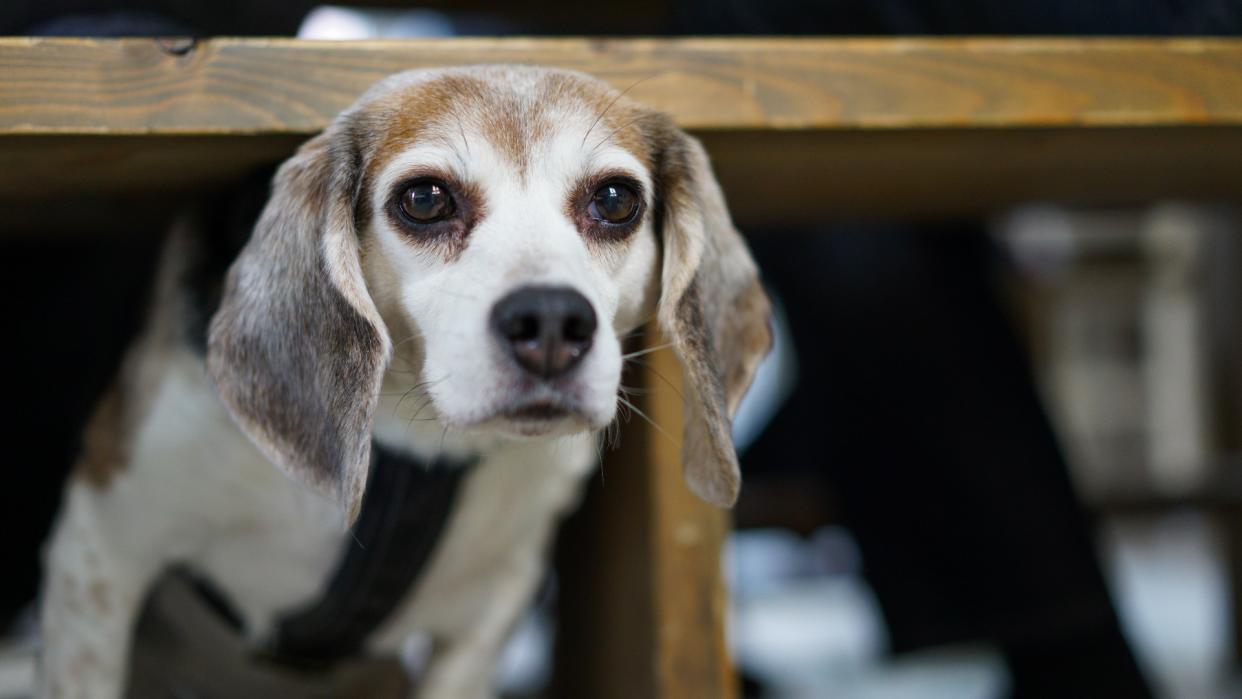  Dog hiding under the table 