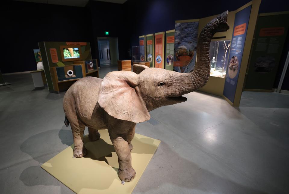 A display at the Wild World exhibit at the Natural History Museum of Utah in Salt Lake City on Wednesday, June 7, 2023. Wild World: Stories of Conservation & Hope brings museumgoers up close and personal with 12 species. | Jeffrey D. Allred, Deseret News