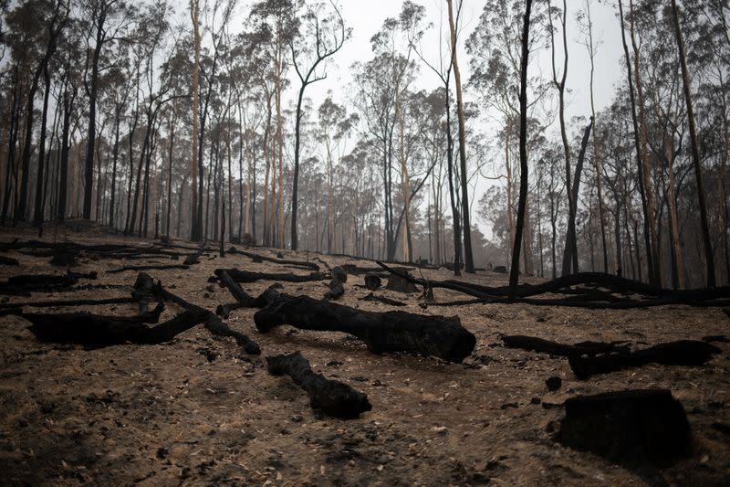 Burnt tree logs are seen in the fire-grounds near Batemans Bay