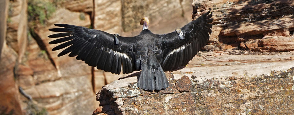 In this May 13, 2019 photo provided by the National Park Service is a female condor in Zion National Park, Utah. Biologists have confirmed that this female California condor laid an egg that has hatched and there is a new baby condor at Zion National Park in southwest Utah. Park rangers said Thursday, July 11, 2019, they estimate the California condor hatched in May, nestled in a crevice of a sweeping red-rock cliff. (National Park Service via AP)