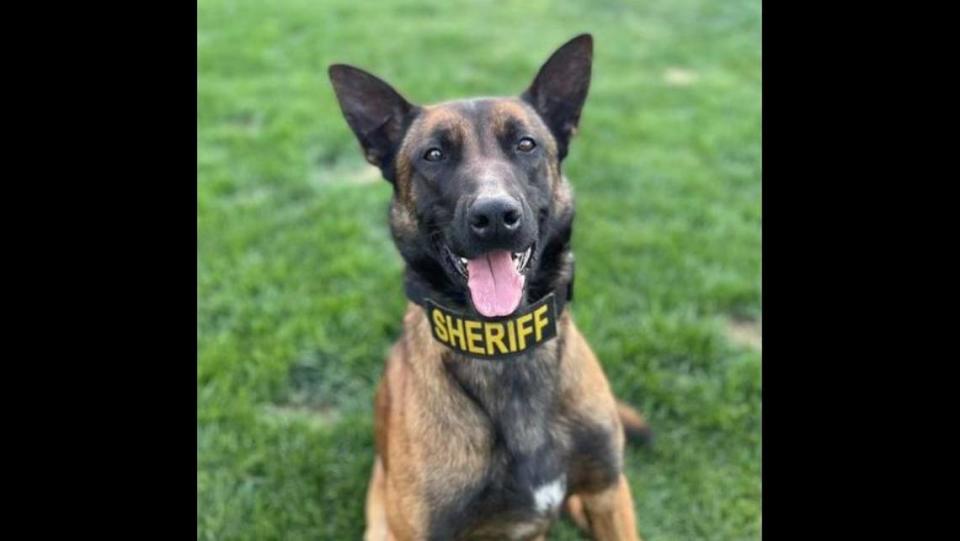 Madera sheriff’s deputies are asking for help finding Odin, a police dog who escaped his home in Clovis early Sunday. Madera County Sherifff's Office