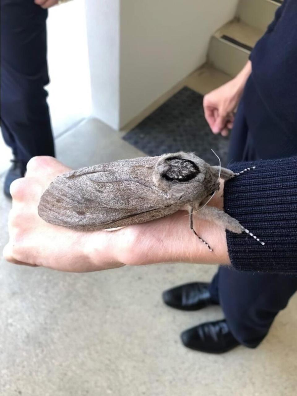 a large moth on someone's hand