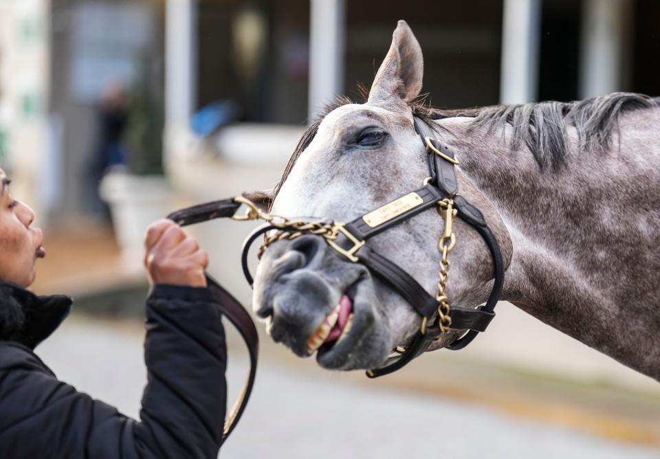 Kentucky Derby contender Tapit Trice was in a playful mood on the backside at Churchill Downs Monday morning May 1, 2023, in Louisville, Ky.. The horse is trained by Todd Pletcher.