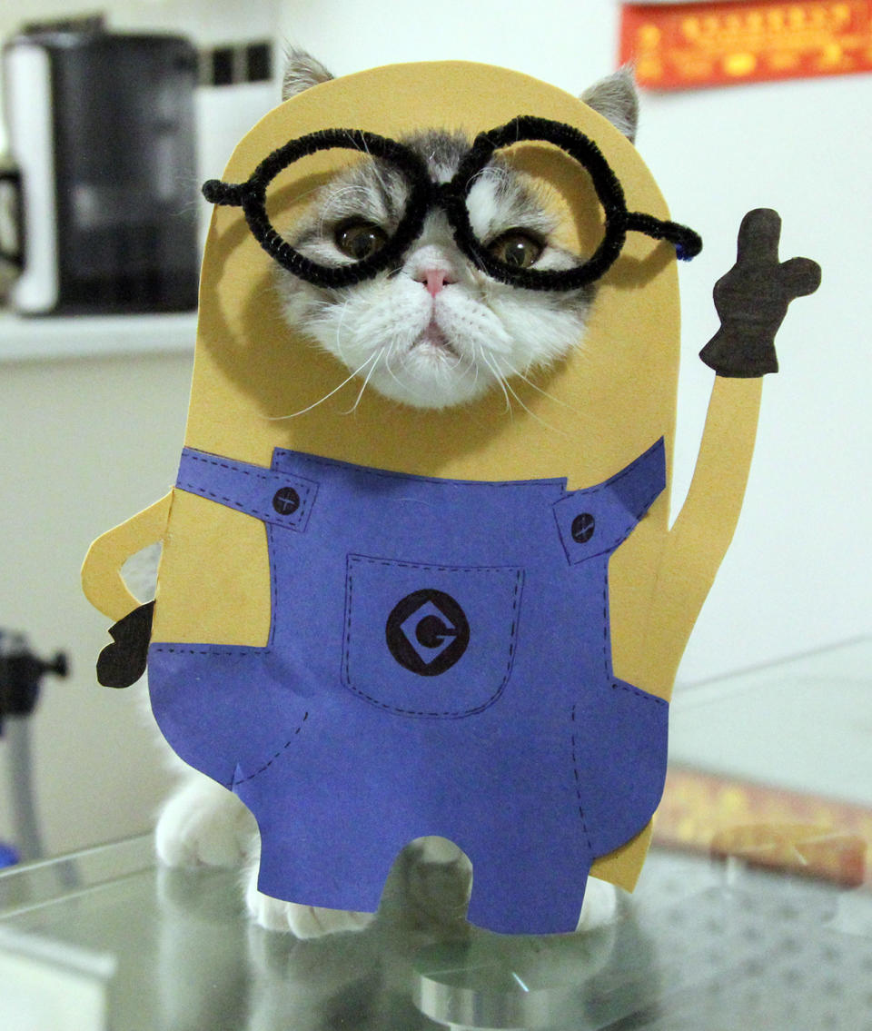 Strike a ‘paws’ – owner dresses her cats as cartoon characters and the effect is hilarious