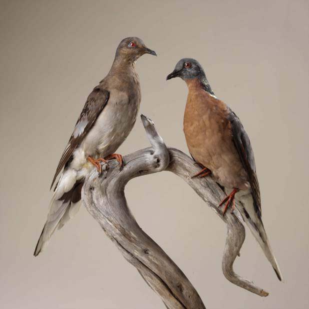 A female and male Passenger pigeon (Ectopistes migratorius) mount from the collections of the Royal Ontario Museum. (Brian Boyle, MPA, FPPO photo copyright ROM)