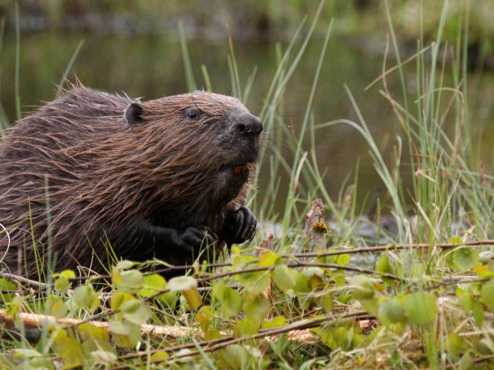 Beavers create perfect conditions for other species to thrive, as well as reducing impacts of flooding: Getty