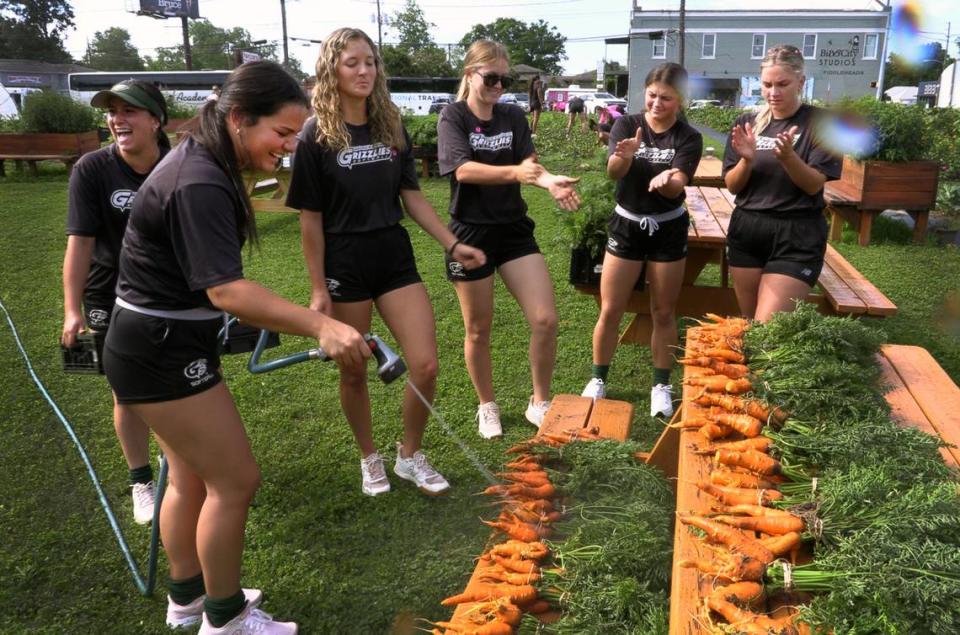 Members of the Georgia Gwinnett Grizzlies softball team harvested carrots at Mercy Med Farm in Columbus Gwinnett Grizzlies during the Champions of Character community service effort in Columbus’ Mill District community. 05/22/2024