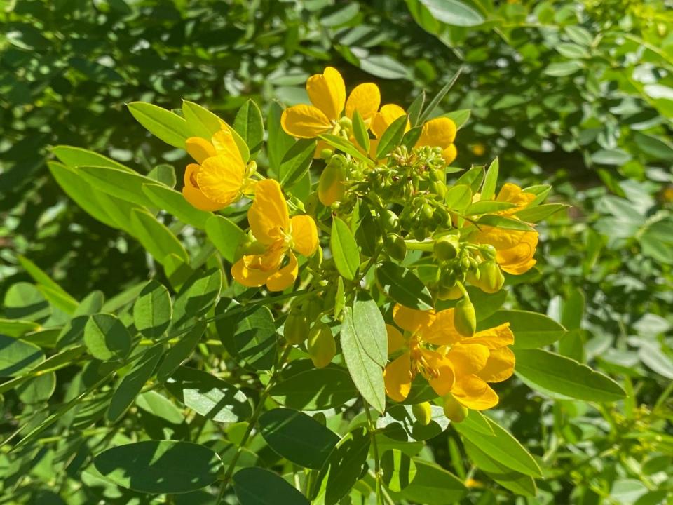 The Bahama senna is a good native plant to have in your garden.