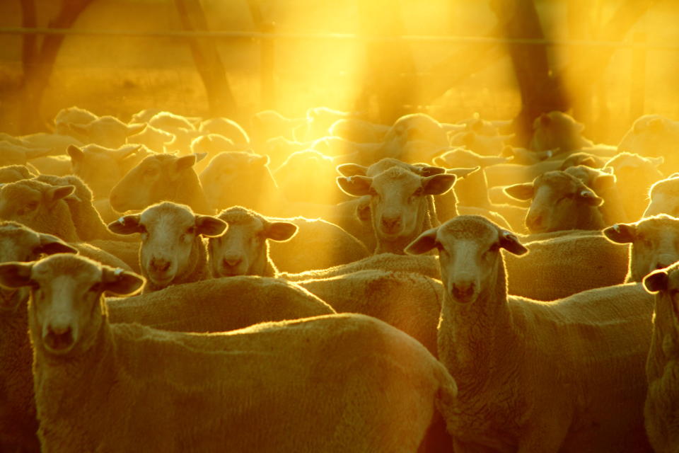 Graziers say that without baiting and other dingo eradication measures, they cannot farm sheep. Source: Getty