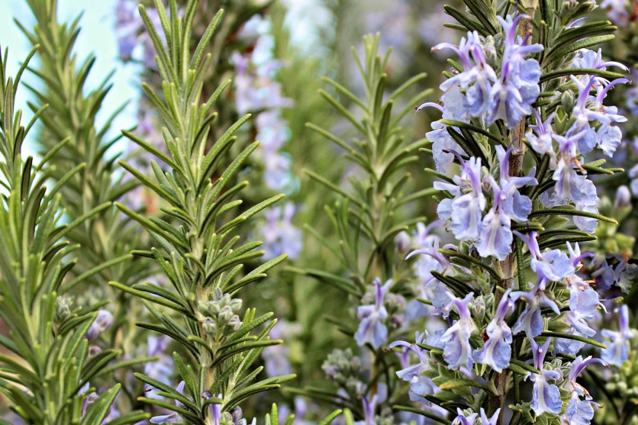 rosemary growing