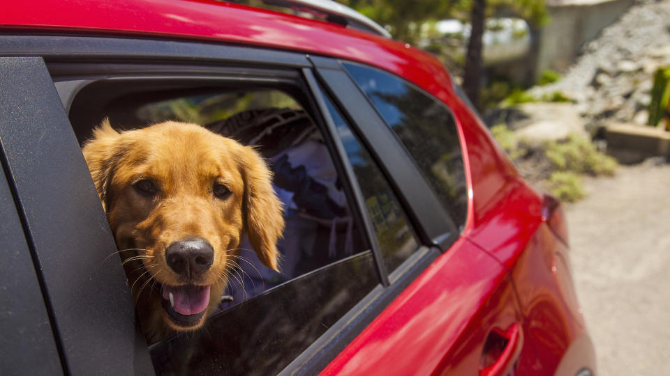 dog with head out of car window