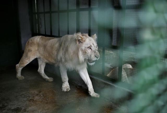 En medio de la crisis, leones blancos despiertan entusiasmo en zoológico de  la capital de Venezuela