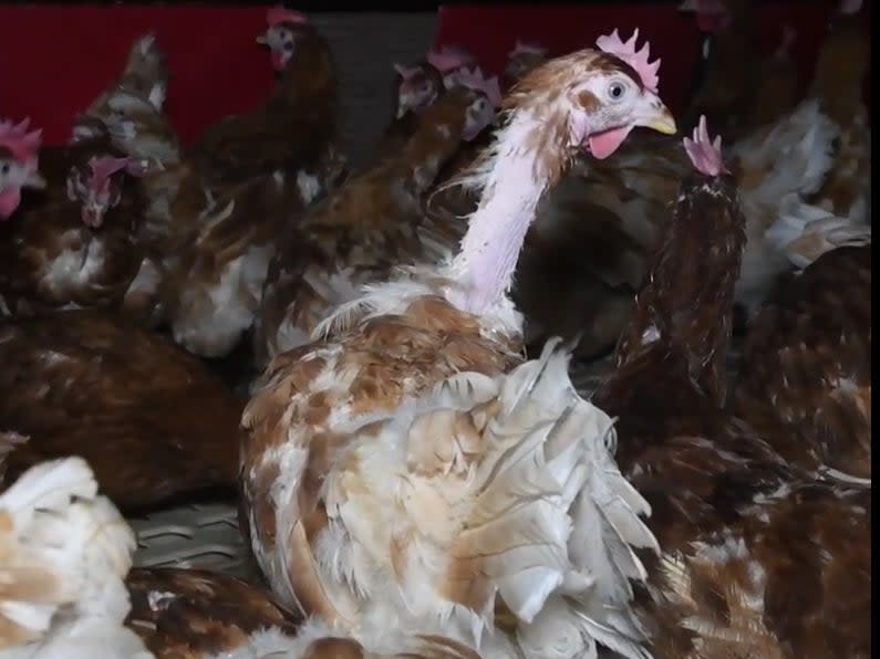 Hens lost feathers through stress and being pecked by others in the dark sheds, it’s claimed (Peta UK)