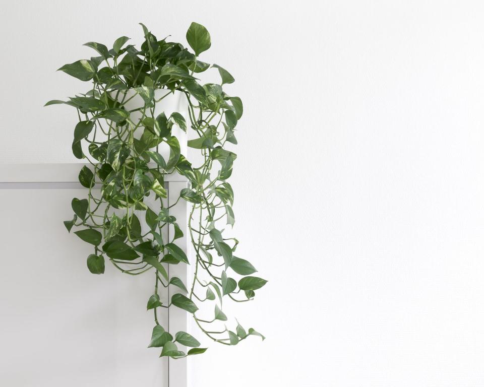 air purifying plants creeping houseplant epipremnum aurum, in a white pot, isolated in front of a white wall on a cupboard