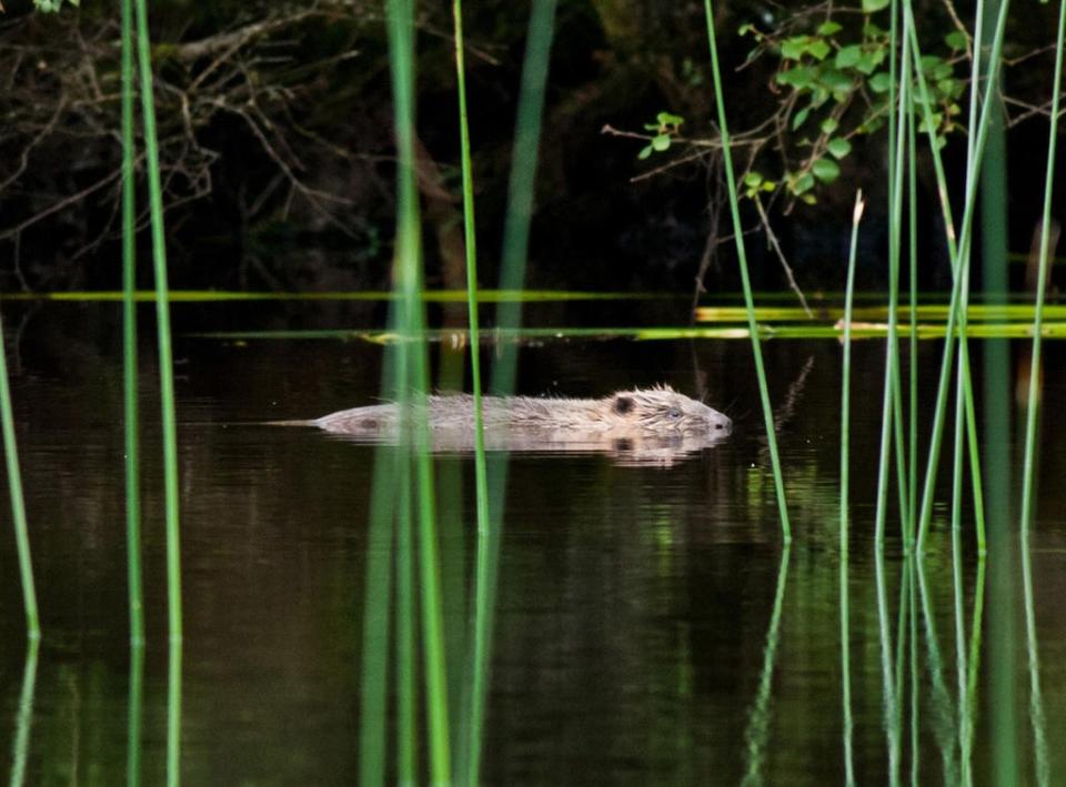 A beaver kit swimming (Steve Gardner/PA) (PA Media)