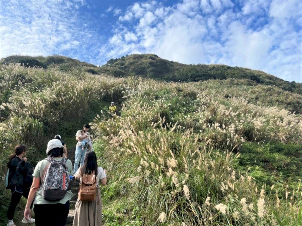 七星山的芒海路，造訪正當時。一大片芒海比香港大東山「芒草海」景觀更開揚，作者戲稱這段路也是「港女最愛」。圖：可樂貓