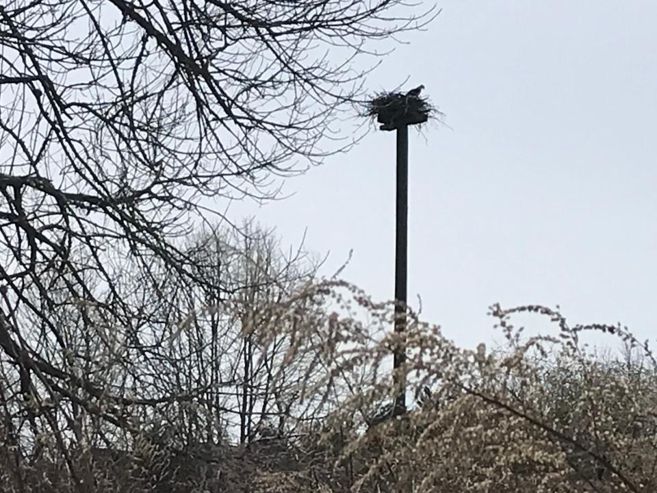 A tall pole is topped with an osprey nest near sheds for farm animals at Canonchet Farm.