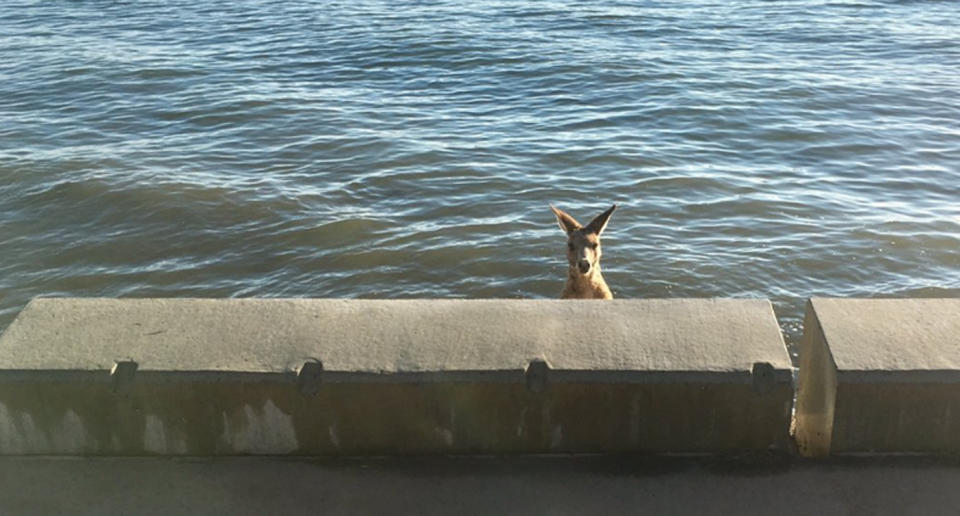 Emergency crews were called to help a roo stuck in Brisbane on Thursday. Source: @QldFES/ Twitter