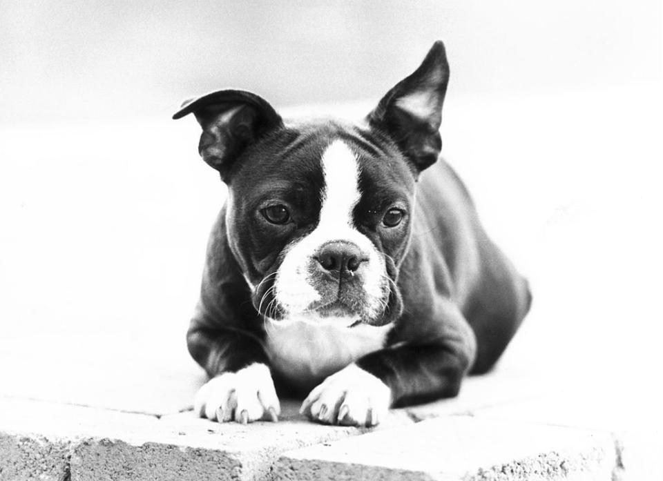 dogs that can be left alone boston terrier