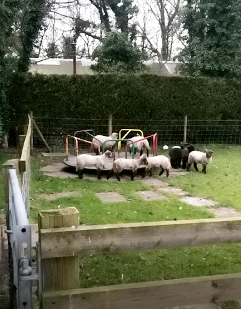 Lambs on roundabout