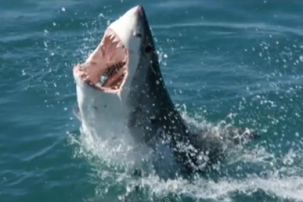 9ft great white shark eaten by huge mystery 