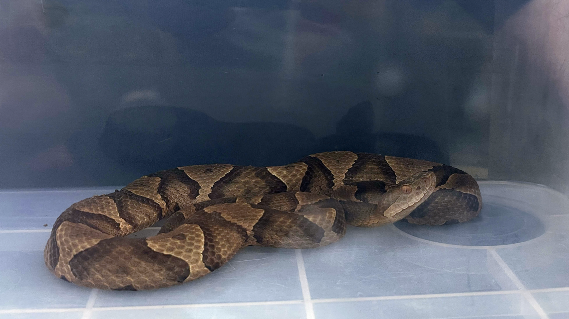 Copperhead snake that was spotted on the patio of a townhouse in Raleigh, NC after being collected by Talena Chavis, owner of NC Snake Catcher.