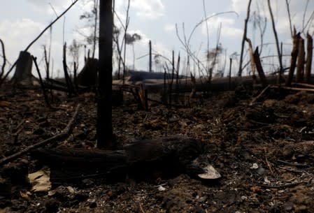 A dead bird is pictured at a burning tract of the Amazon jungle in Porto Velho