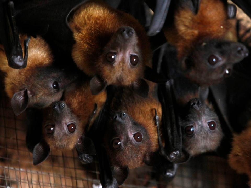 six bats clustered together upside down