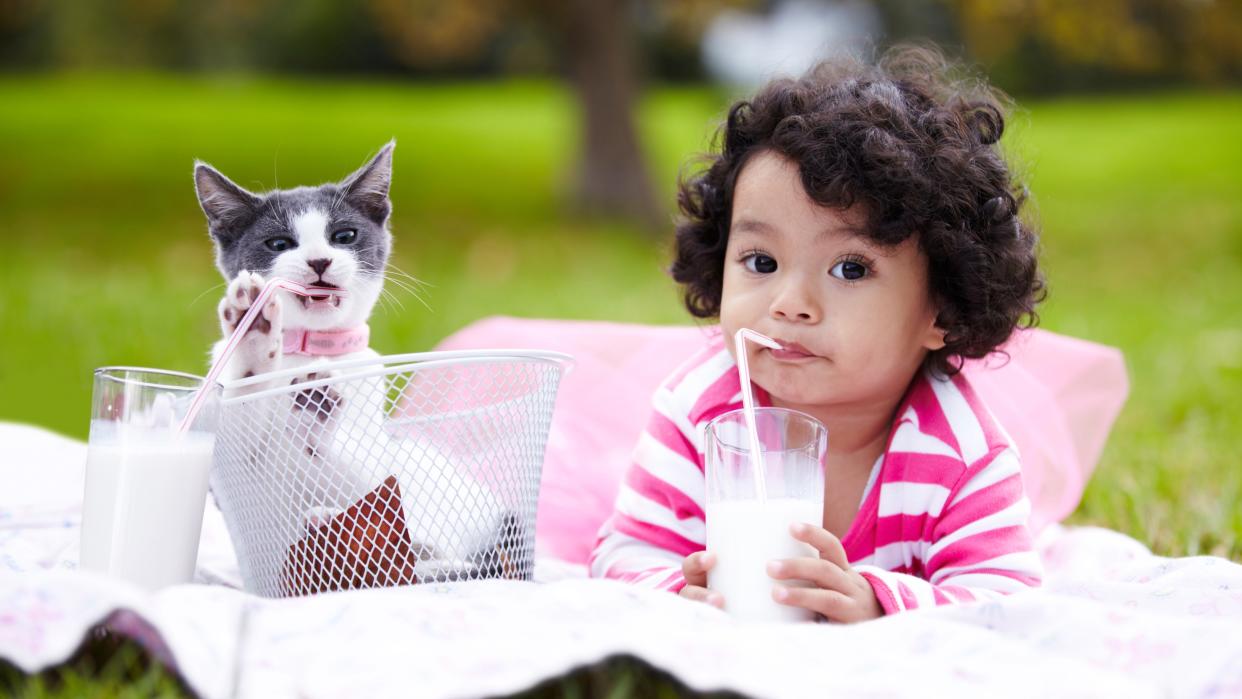  Adorable shot of young girl and her kitten drinking from glasses of milk with straws in the park. 