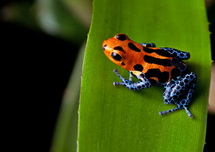 A small, colorful poison dart frog with an orange and black body and blue legs rests on a leaf