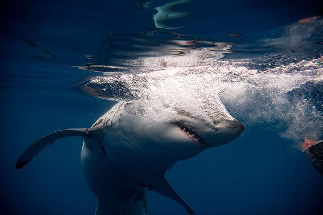 Un enfant de 10 ans attaqué par un requin en pleine mer, une
