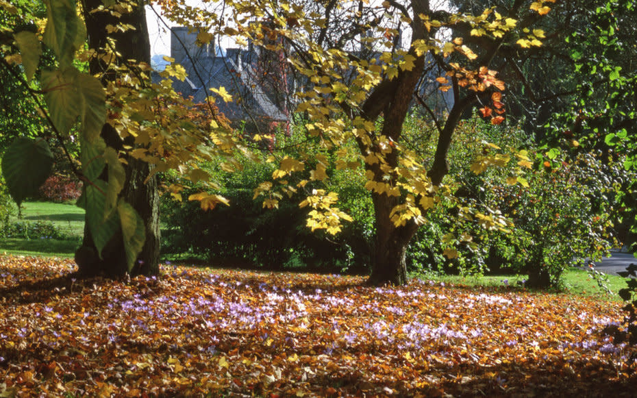 <p>Crocus flowers grow in the autumnin Abbotswood, Gloucestershire in the United Kingdom.</p>