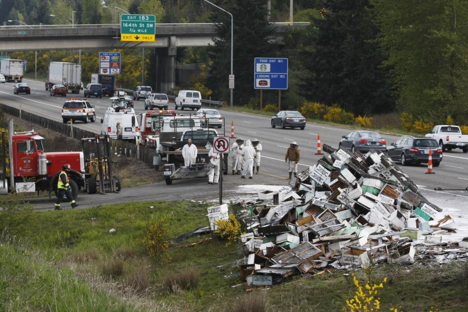 Beekeepers attend to a semi-trailer truck that overturned with a cargo of bees on a highway in Lynnwood